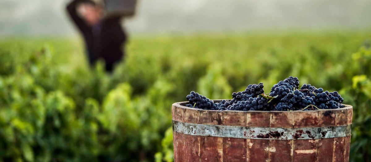 Uvas de Haro
