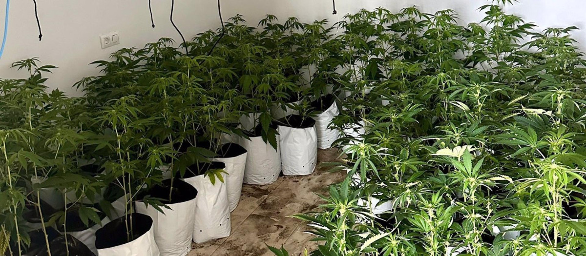 Imagen de la plantación de marihuana intervenida en Bormujos (Sevilla)