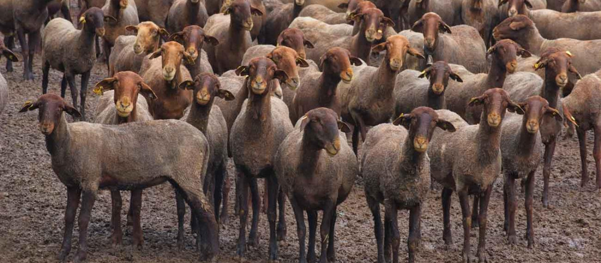 Un rebaño de ovejas de la raza guirra