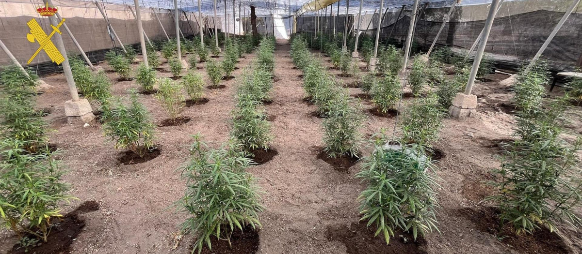 Cultivo de marihuana en un invernadero de Tabernas