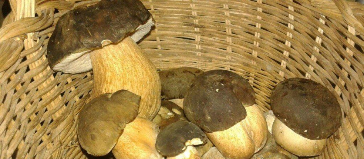 Setas en una cesta de mimbre