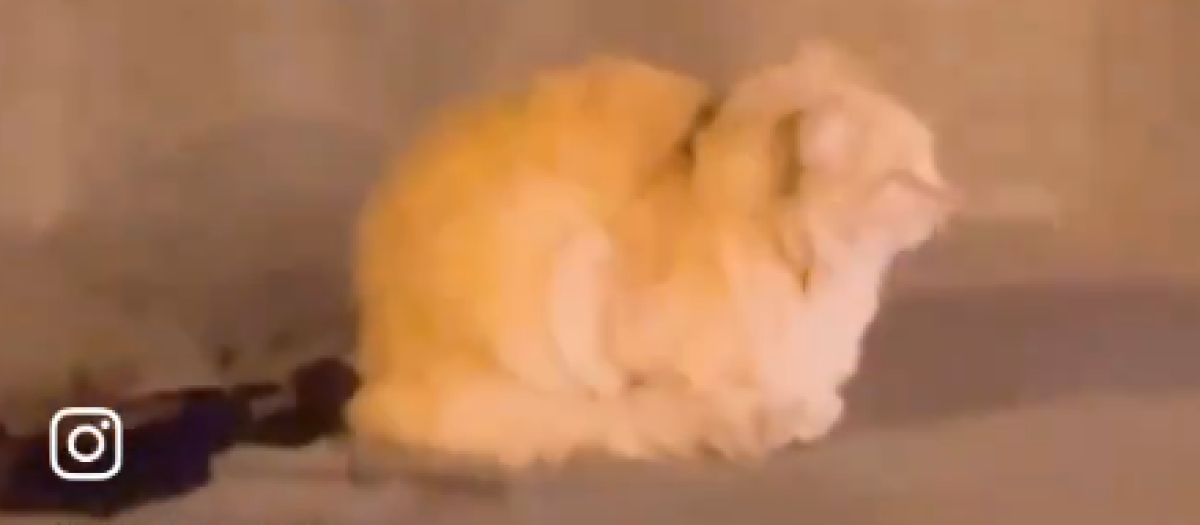 Imagen del gato escondido en un túnel en Valencia
