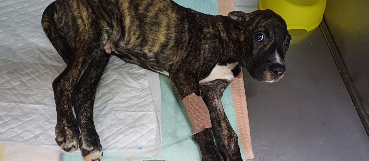 Cachorro herido en Vigo, la Policía Local pide ayuda ciudadana para localizar al responsable de su maltrato, que también causó graves heridas a otra perrita, que acabó falleciendo.

REMITIDA / HANDOUT por POLICÍA LOCAL DE VIGO
Fotografía remitida a medios de comunicación exclusivamente para ilustrar la noticia a la que hace referencia la imagen, y citando la procedencia de la imagen en la firma
11/10/2024
