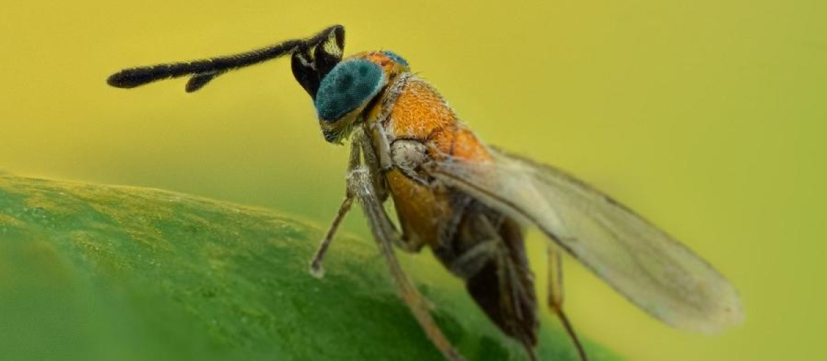 Un ejemplar de Anagyrus fusciventris