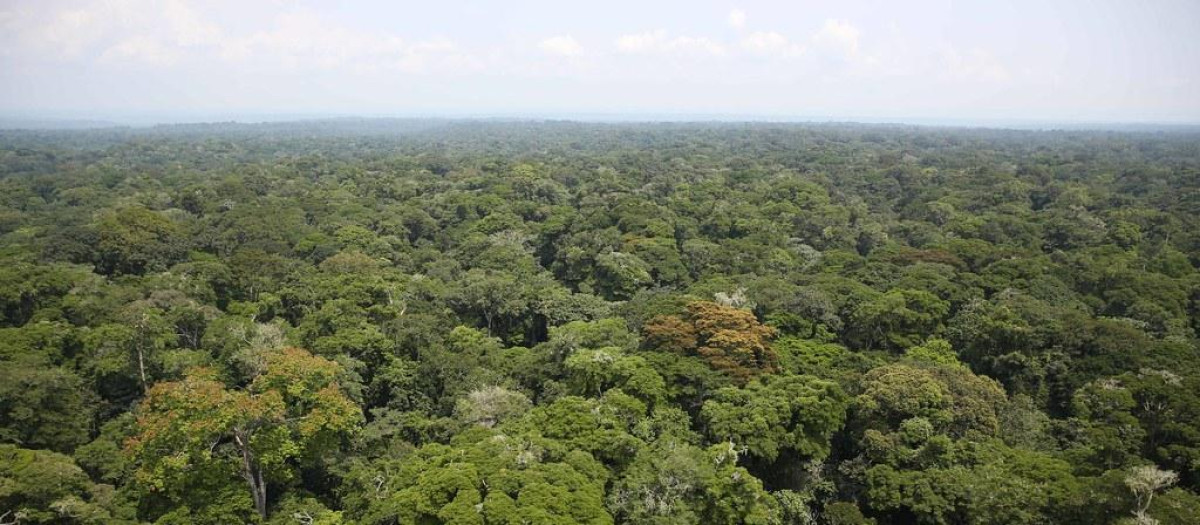 Selva tropical africana