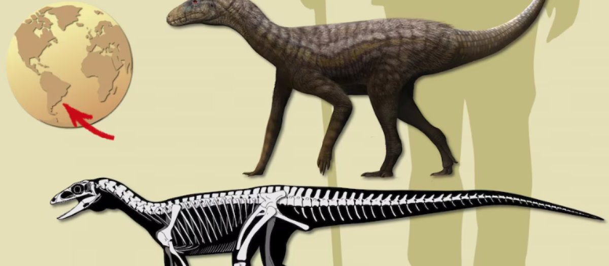 Gondwanax paraisensis