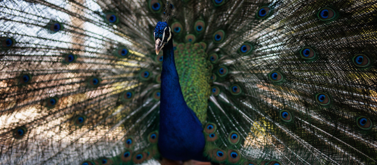 (Foto de ARCHIVO)
Pavo real en los jardines de Cecilio Rodríguez del Parque de El Retiro, a 17 de junio de 2024, en Madrid (España). El alcalde de Madrid ha hecho un balance de su primer año de mayoría absoluta al frente al Palacio de Cibeles, sede del Ayuntamiento de Madrid, tras cuatros años de gobierno en coalición junto a Ciudadanos. Martínez-Almeida obtuvo un gran resultado electoral al pasar de los 15 concejales que sacó en 2019 a alcanzar la mayoría absoluta con 29 ediles en 2023, lo que le ha permitido gobernar solo.
Alejandro Martínez Vélez / Europa Press
17 JUNIO 2024;ALMEIDA;BALANCE;ACTIVIDAD;EQUIPO DE GOBIERNO;PRIMER AÑO;AYUNTAMIENTO;MADRID
17/6/2024