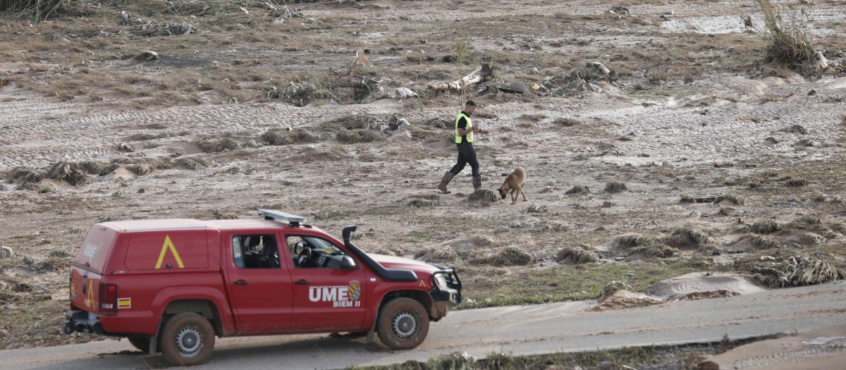 Un perro busca restos humanos entre el barro