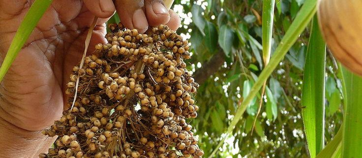 Sorgo