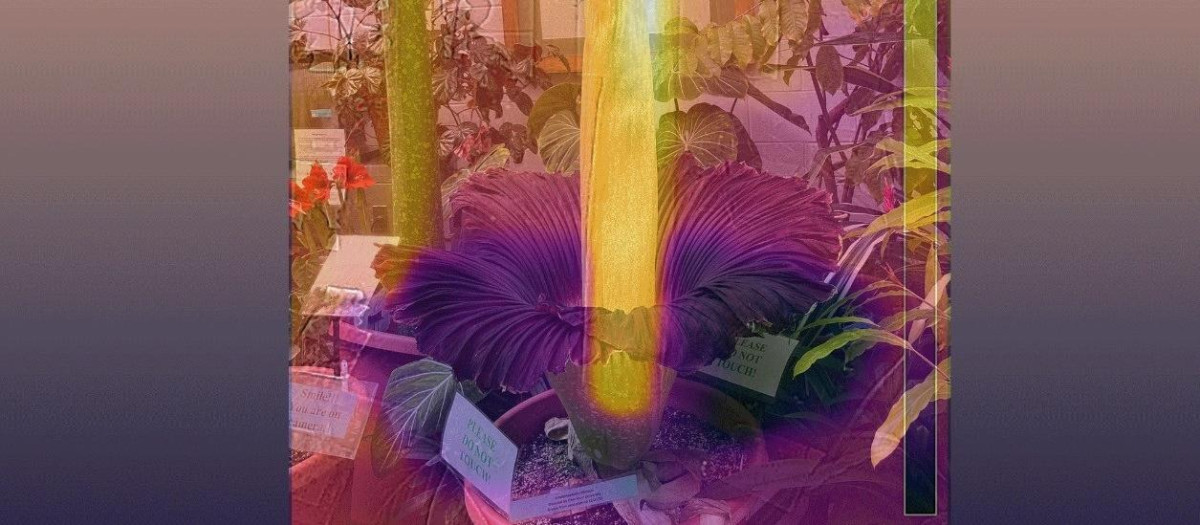 Esta imagen muestra un mapa de calor de la flor cadáver cuando florece, con el apéndice central calentándose hasta unos 20 grados Fahrenheit por encima de la temperatura ambiente
