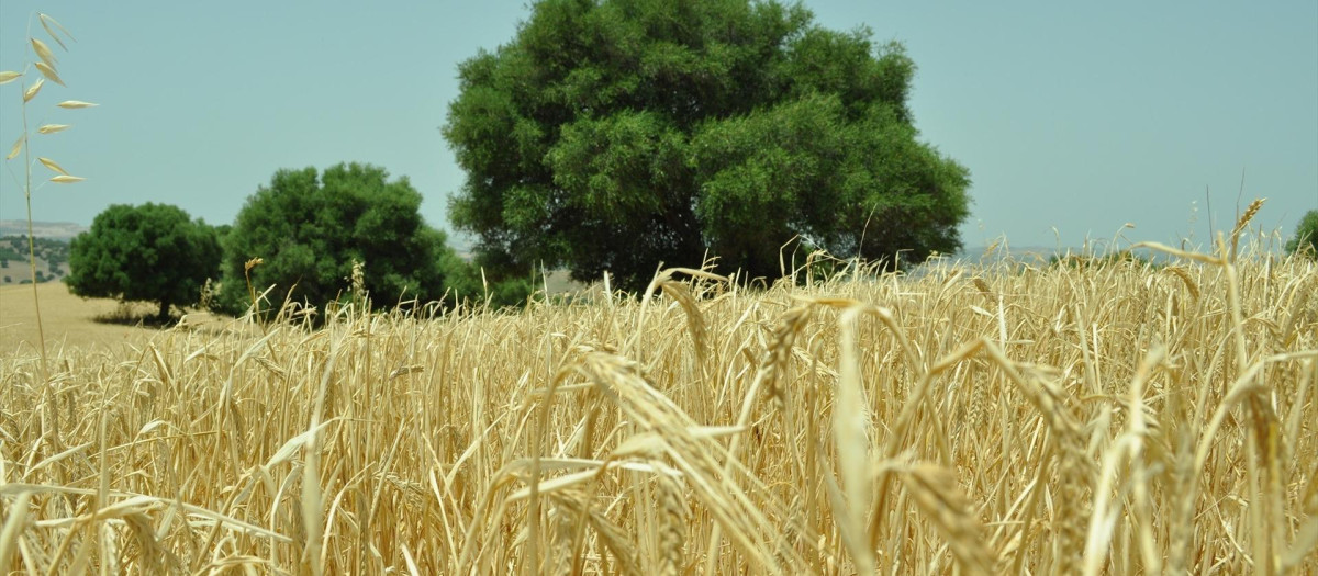 Cultivo de cereal en la provincia de Cádiz