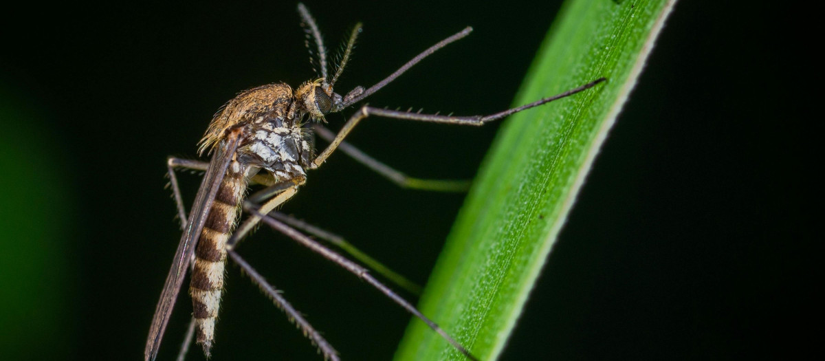 El virus del Nilo Occidental pertenece al grupo de los flavivirus