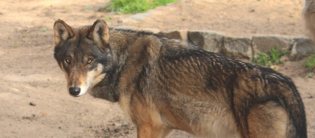 Lobo traído desde Alemania