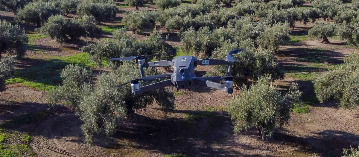 Un dron del Seprona, en tareas de vigilancia sobre un olivar de Jaén