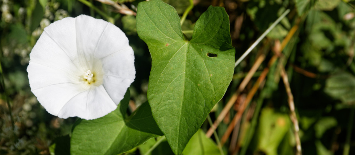 Correhuela mayor. Calystegia sepium