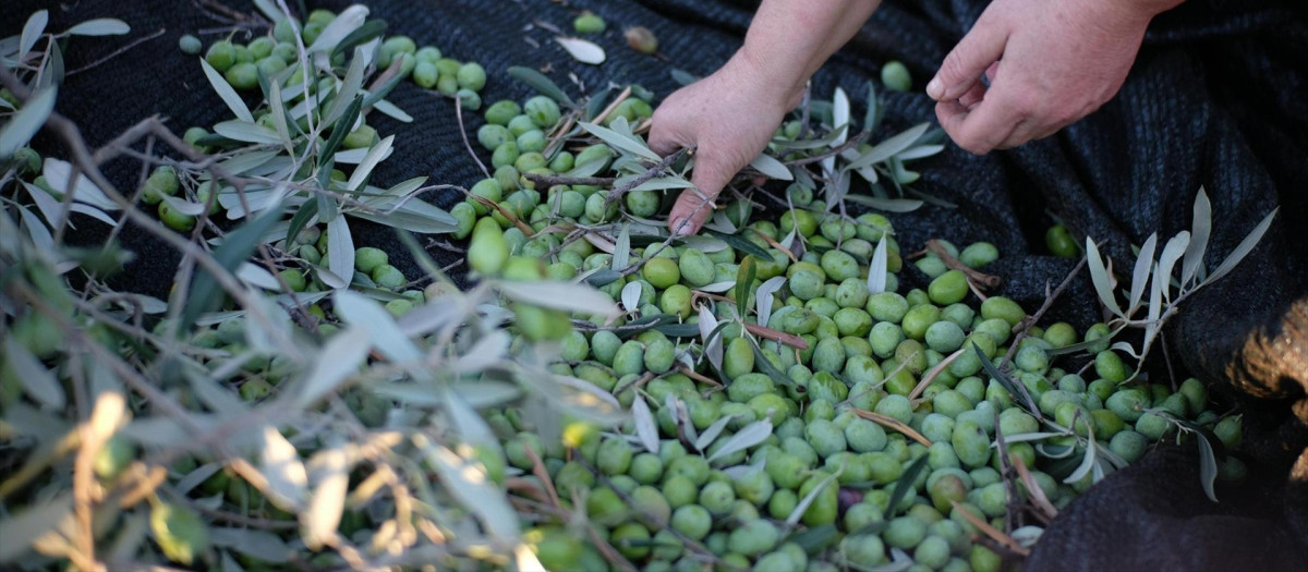Recolección de aceitunas