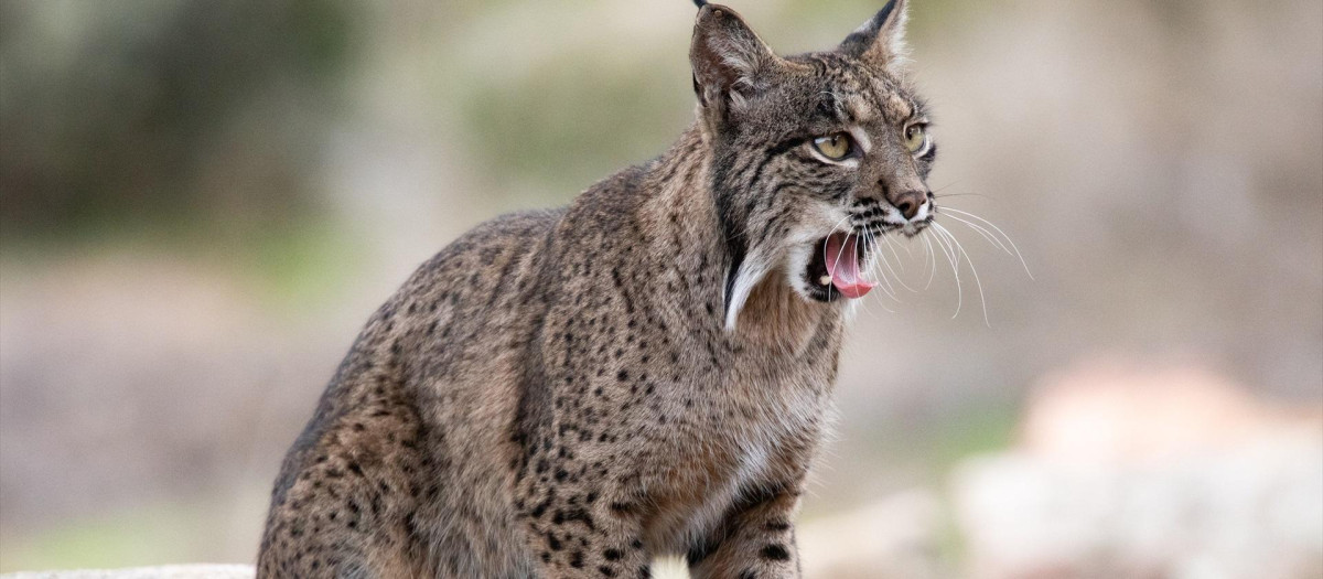 Un lince en el Cortijo Gato Clavo