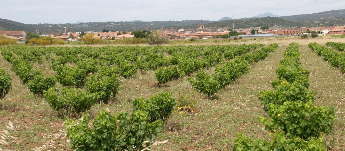 Viñedo de Madrid