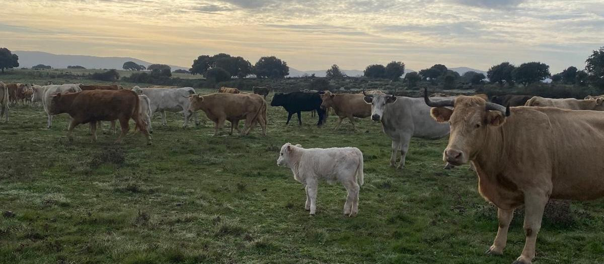Ganadería extensiva de bovina en la provincia de Salamanca