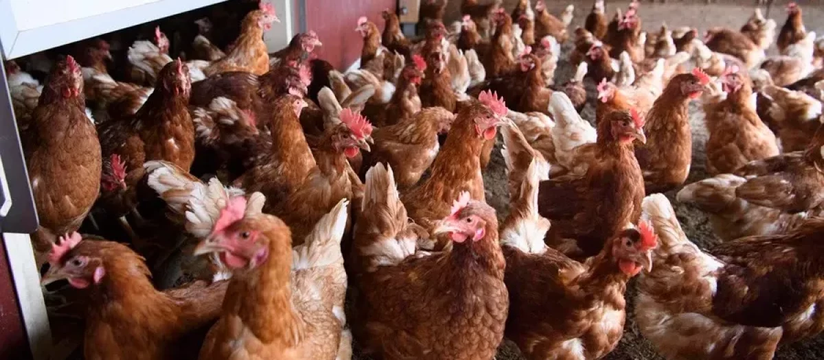 Varias gallinas en una granja avícola, en una fotografía de archivo