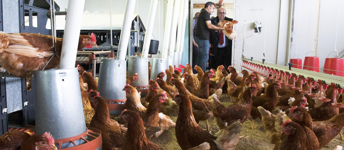 Granja avícola de huevos ecológicos en Anero (Cantabria)