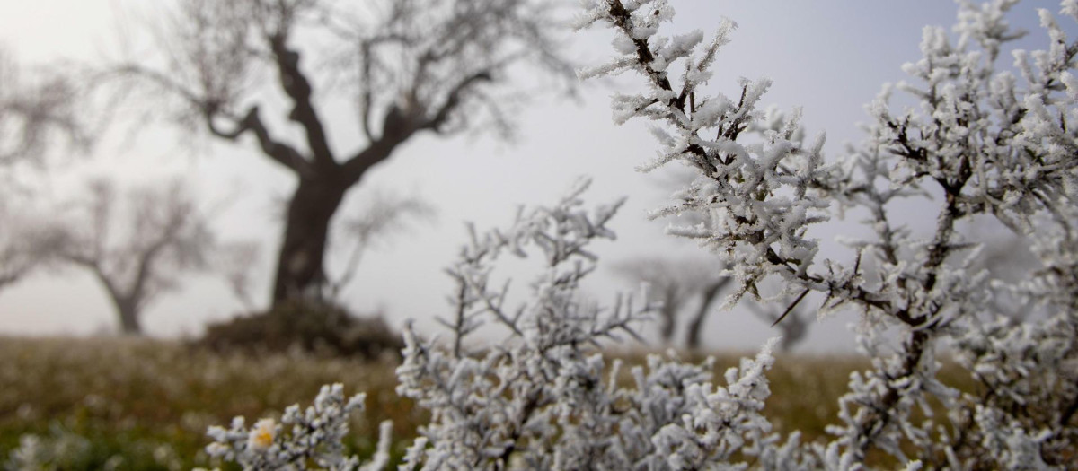 Imagen de la cencellada en Logroño