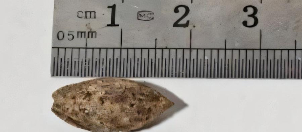 Imagen de la plántula vinculada a la mirra bíblica