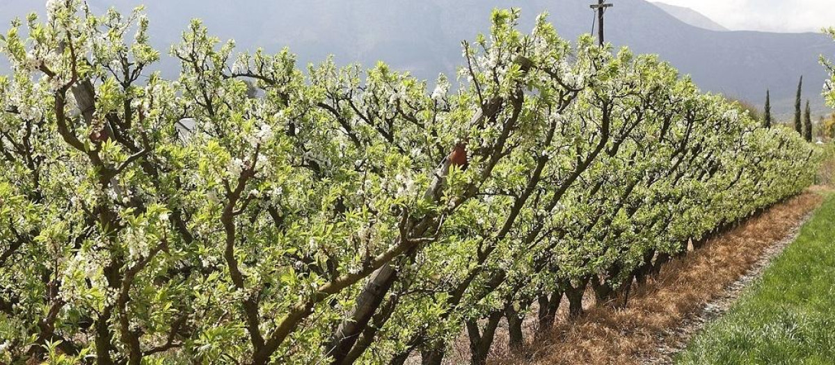Plantación de almendros en Extremadura