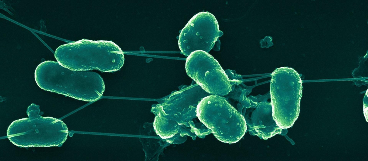 Bacterias