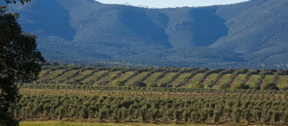 Olivar en la Dehesa el Molinillo (Ciudad Real)