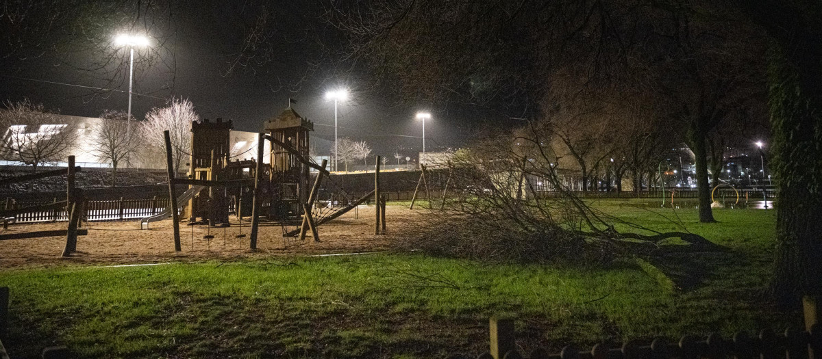 Un árbol caído en Pontevedra tras el paso de la borrasca Herminia