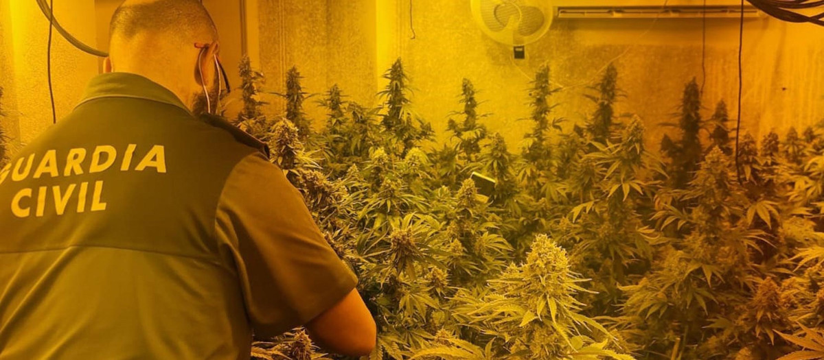 a Guardia Civil ha detenido a tres hombres por un delito de cultivo y elaboración de droga