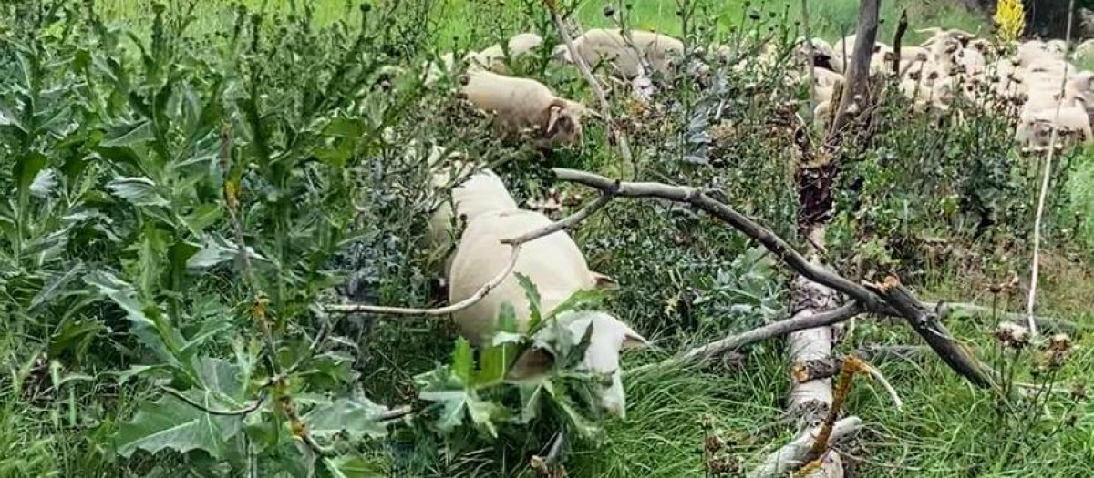 Una oveja trata de abrirse paso en una vía pecuaria en Aragón