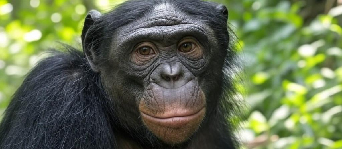 El bonobo (Pan paniscus), también llamado chimpancé pigmeo