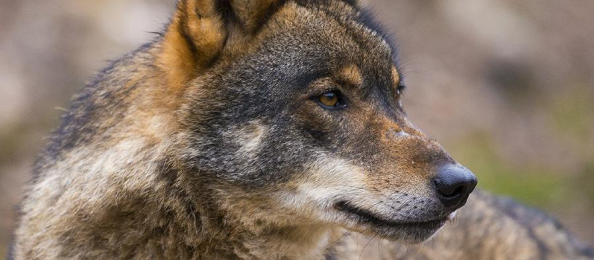 Lobo ibérico