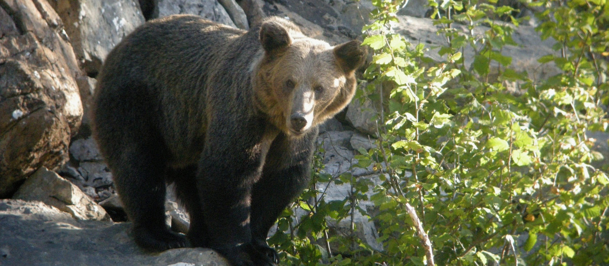 Oso pardo en Asturias
