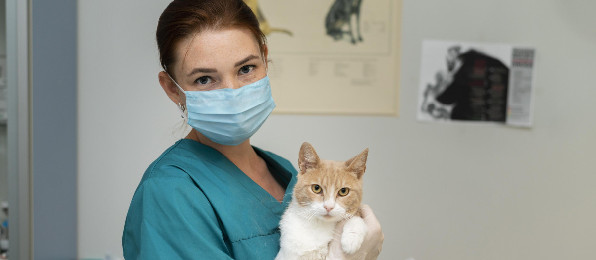 Una veterinaria con un gato