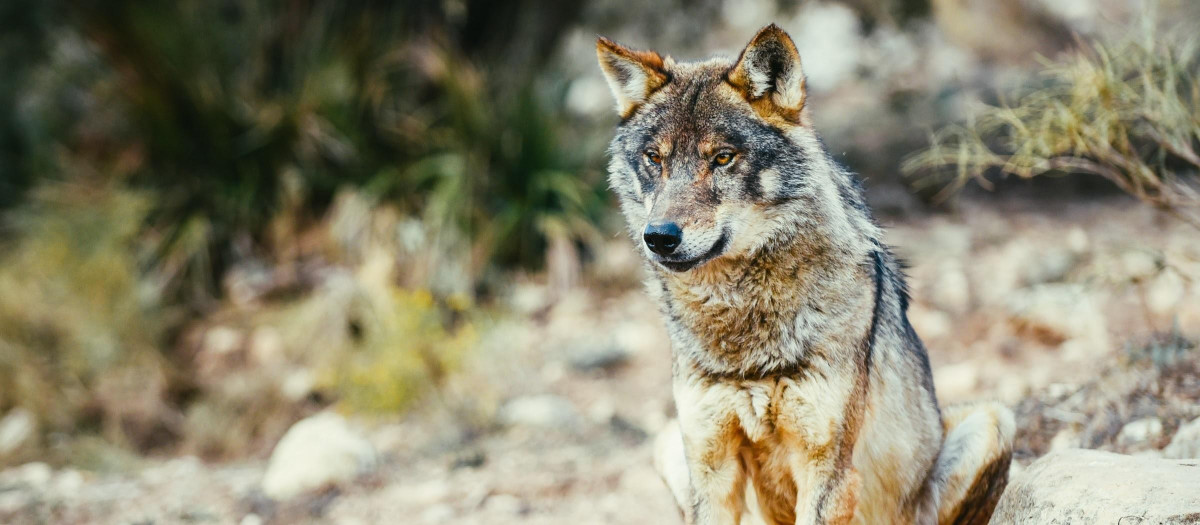 Lobo ibérico en España