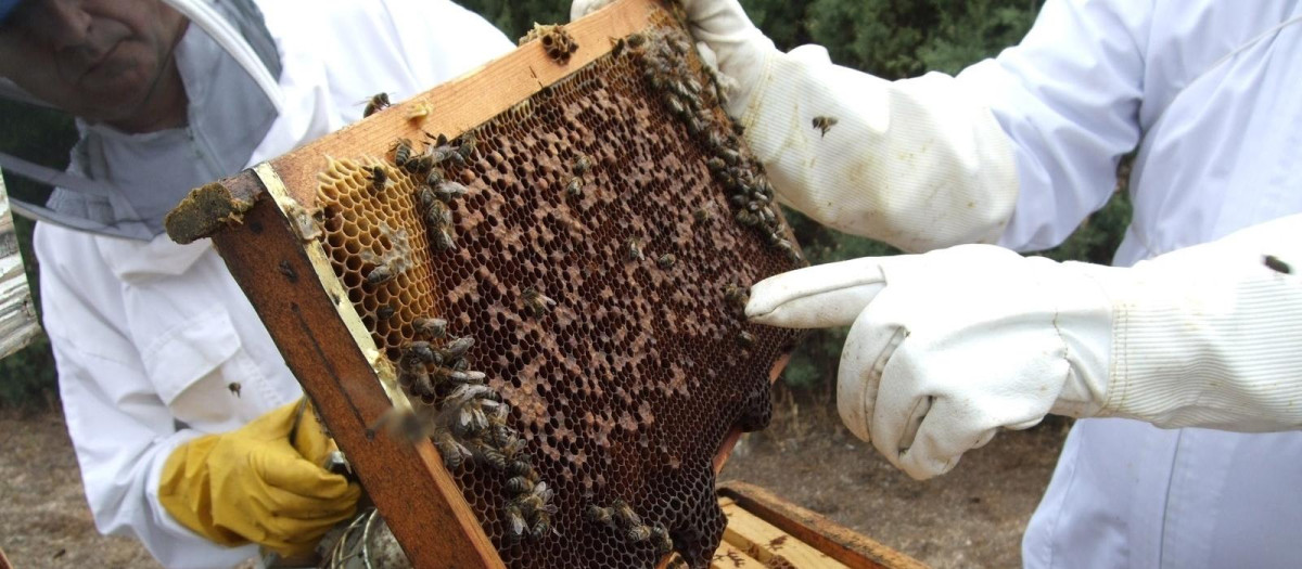Apicultores manejan una colmena