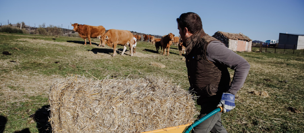 Un ganadero alimenta a sus animales en Colmenar Viejo (Madrid)