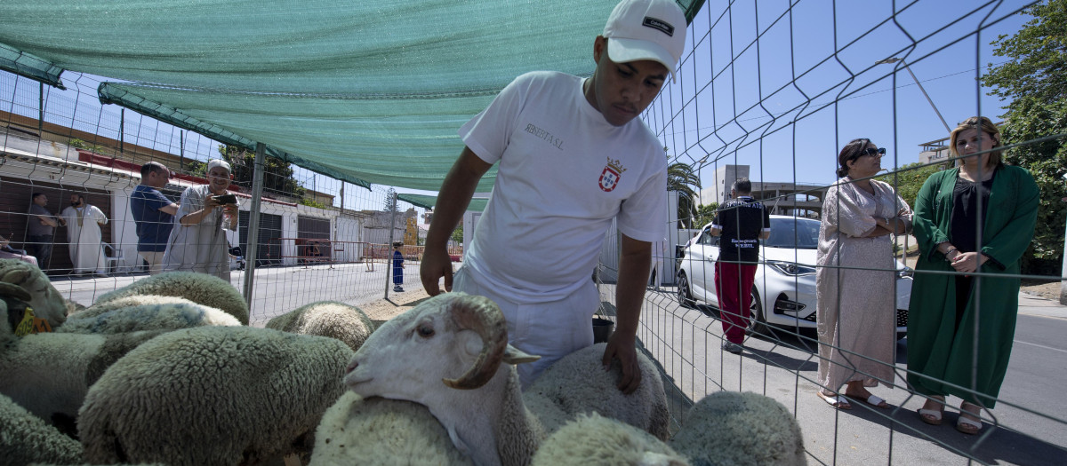 Un hombre con corderos en un matadero de Ceuta durante la fiesta del cordero 2024