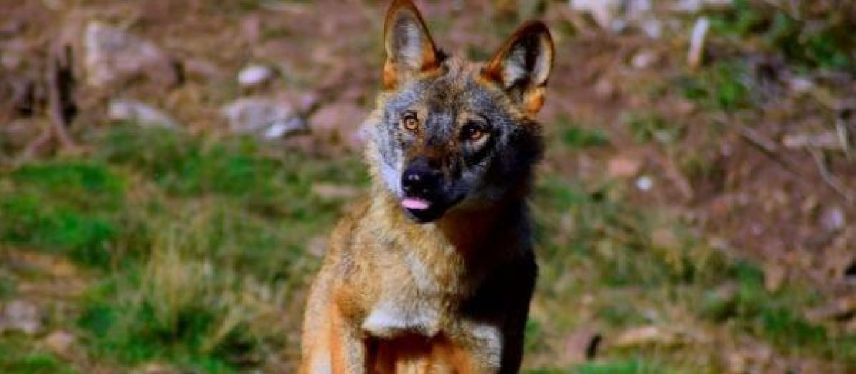 Lobo ibérico