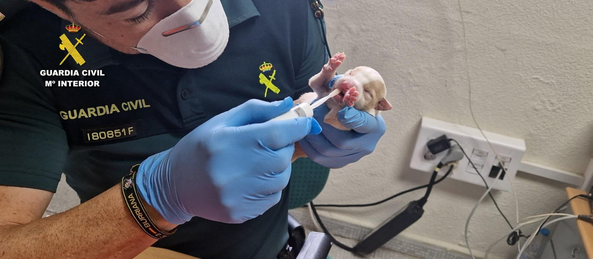 Cachorro abandonado en un contenedor

REMITIDA / HANDOUT por GUARDIA CIVIL
Fotografía remitida a medios de comunicación exclusivamente para ilustrar la noticia a la que hace referencia la imagen, y citando la procedencia de la imagen en la firma
11/3/2025