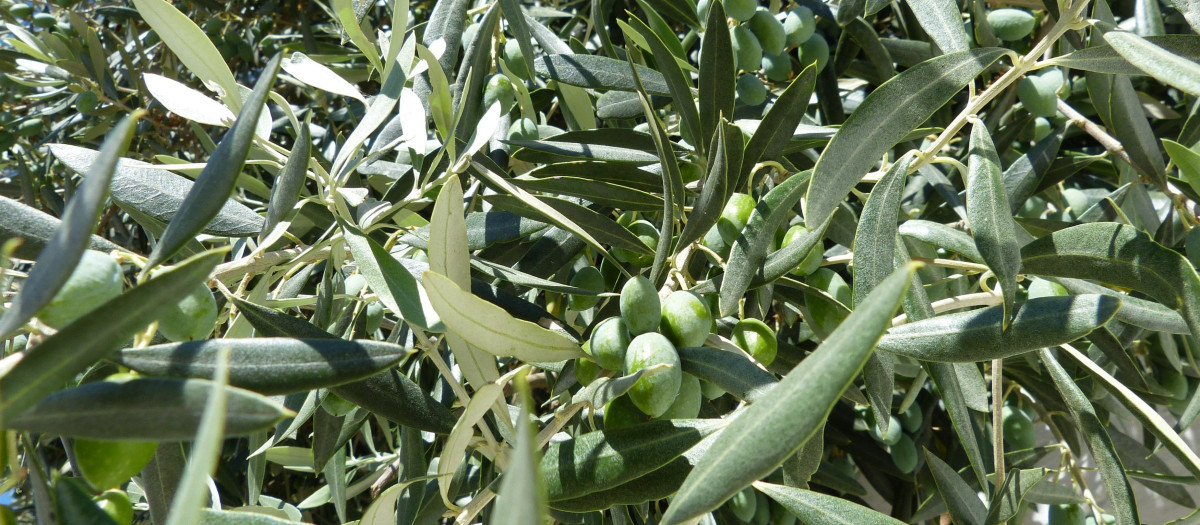 Aceitunas en un olivo