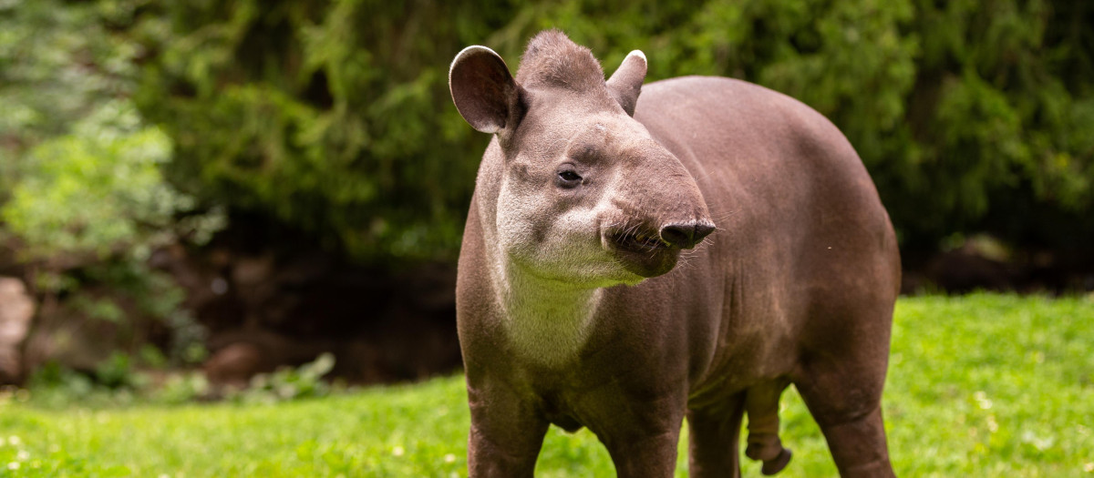 Tapir sudamericano