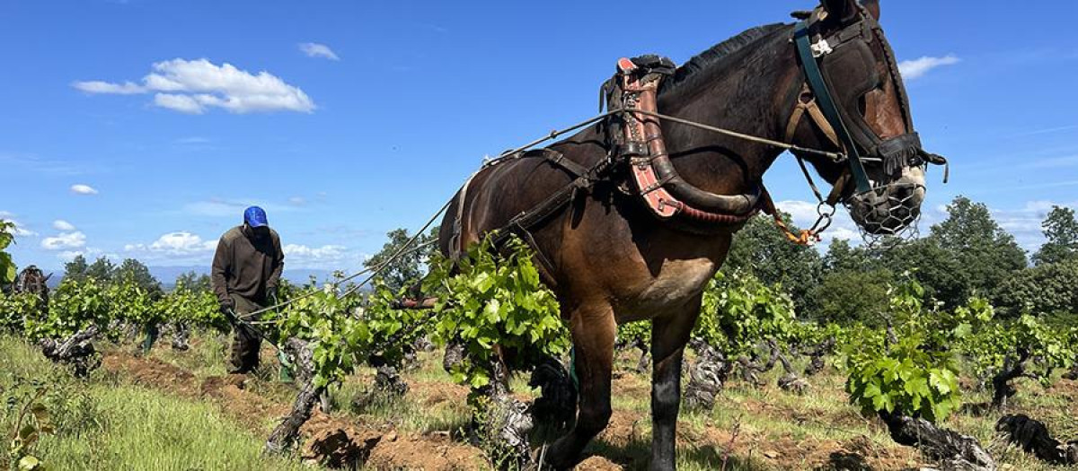 Arado de tracción animal