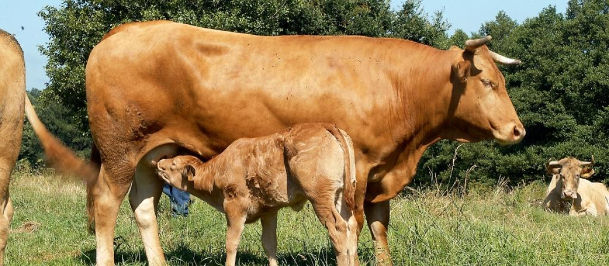Una vaca rubia gallega alimenta a su cría