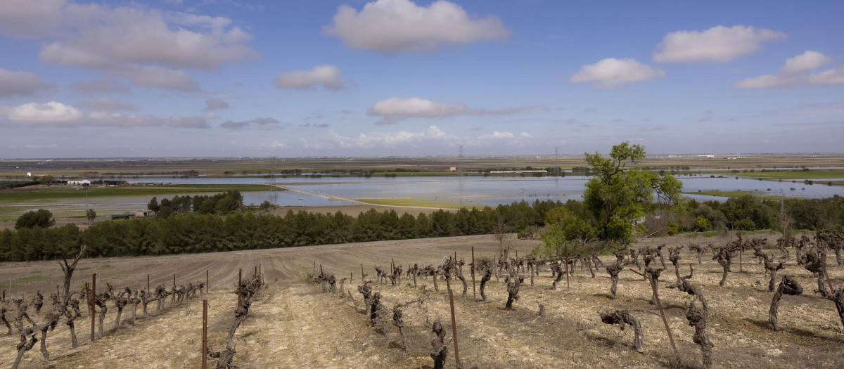 Hectáreas de cultivo afectadas por las lluvias en el Bajo Guadalquivir