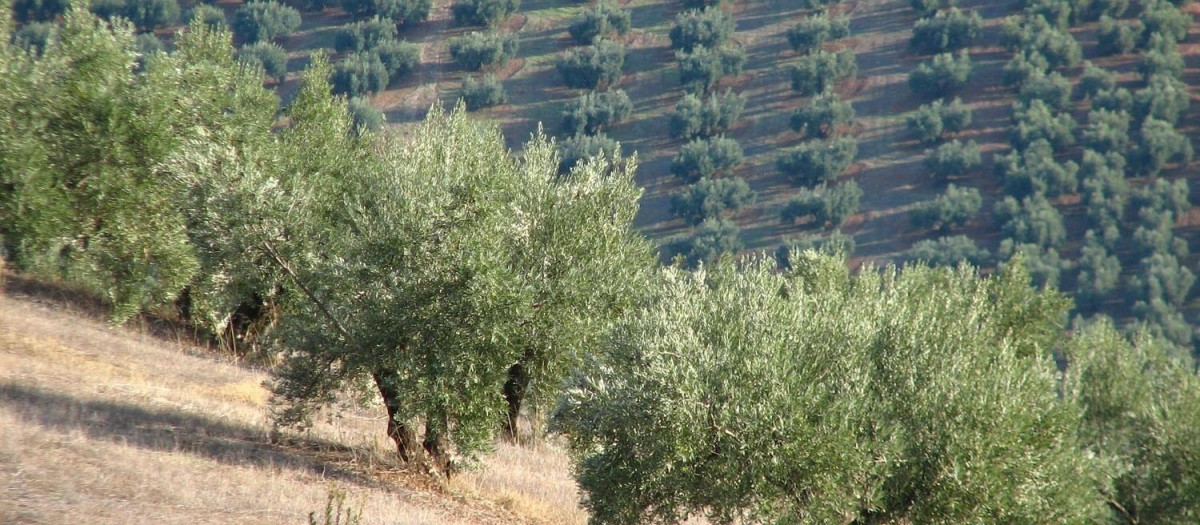 Olivar en Jaén, Andalucía