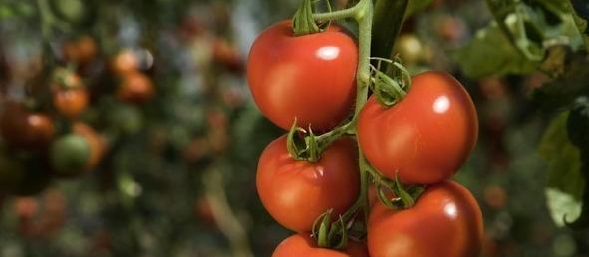 Cultivo de tomate en Extremadura